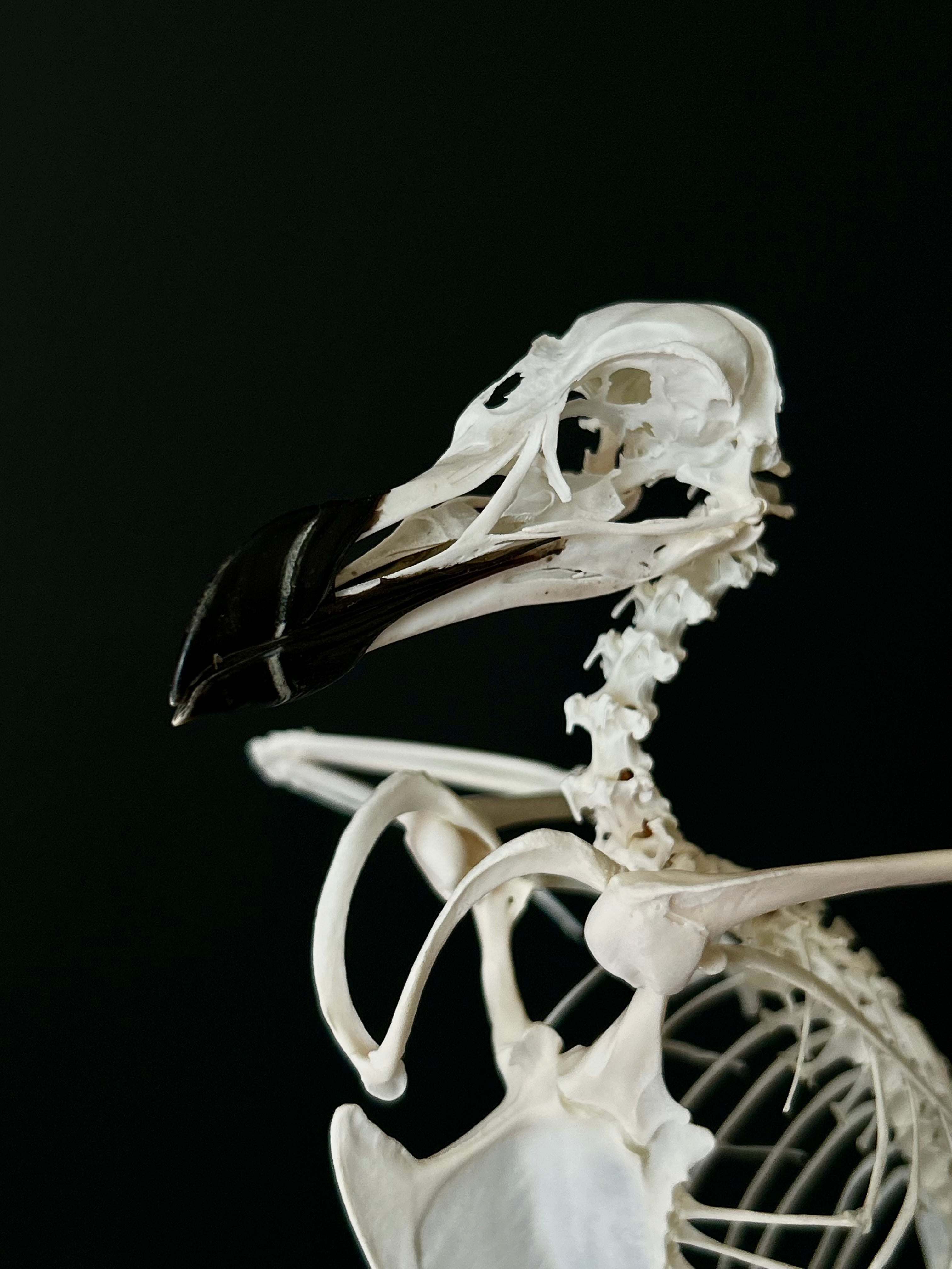 Collection ostéologique