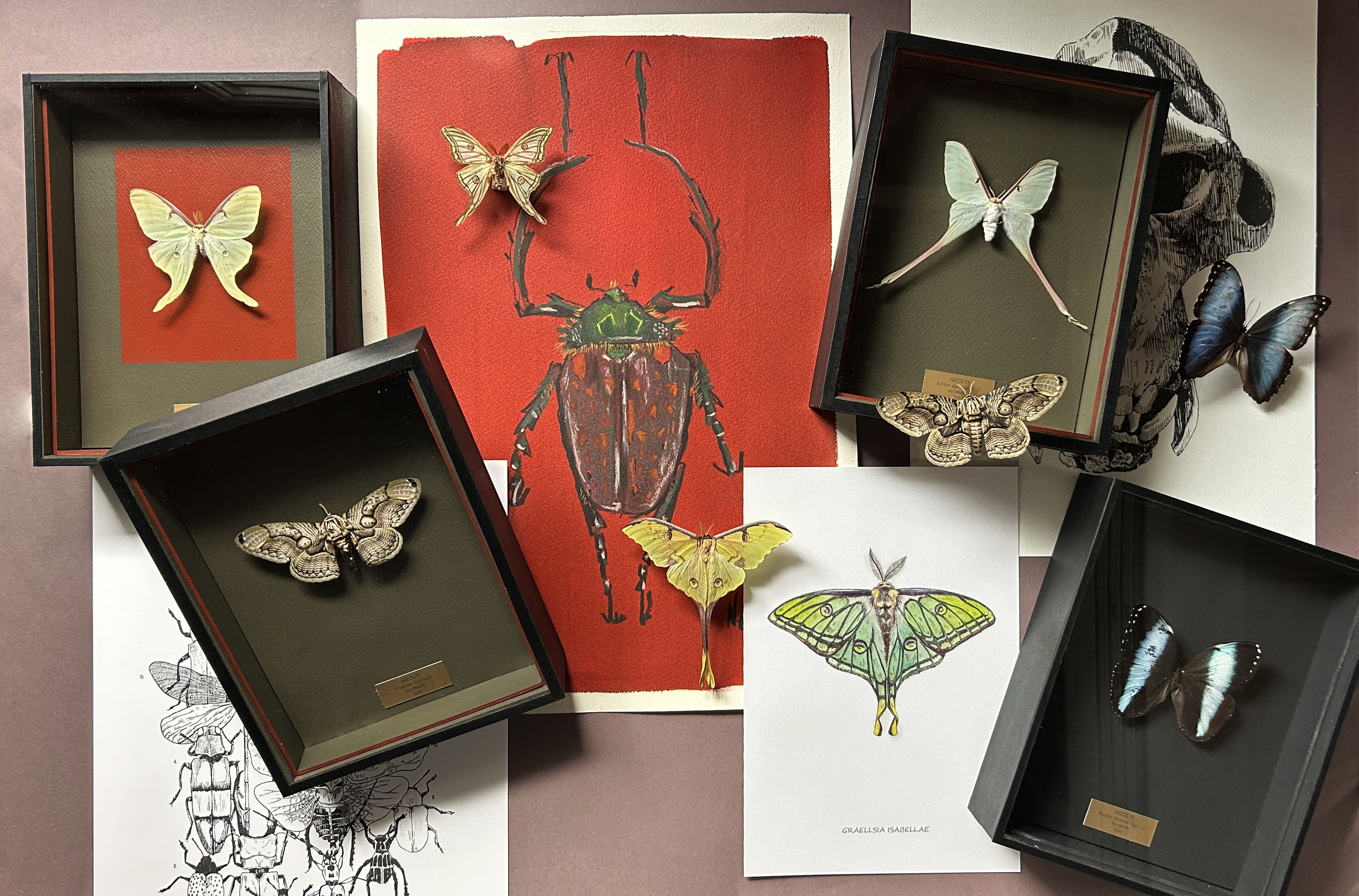 Collection entomologique