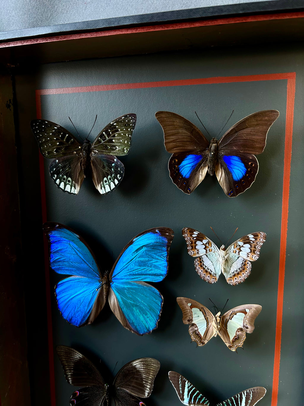 Vitrine entomologique