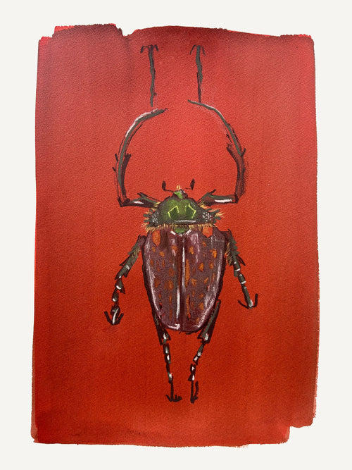 Cheirotonus gestroï