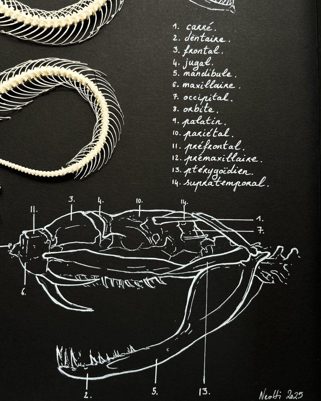 Trimeresrus albolabris - pièce unique