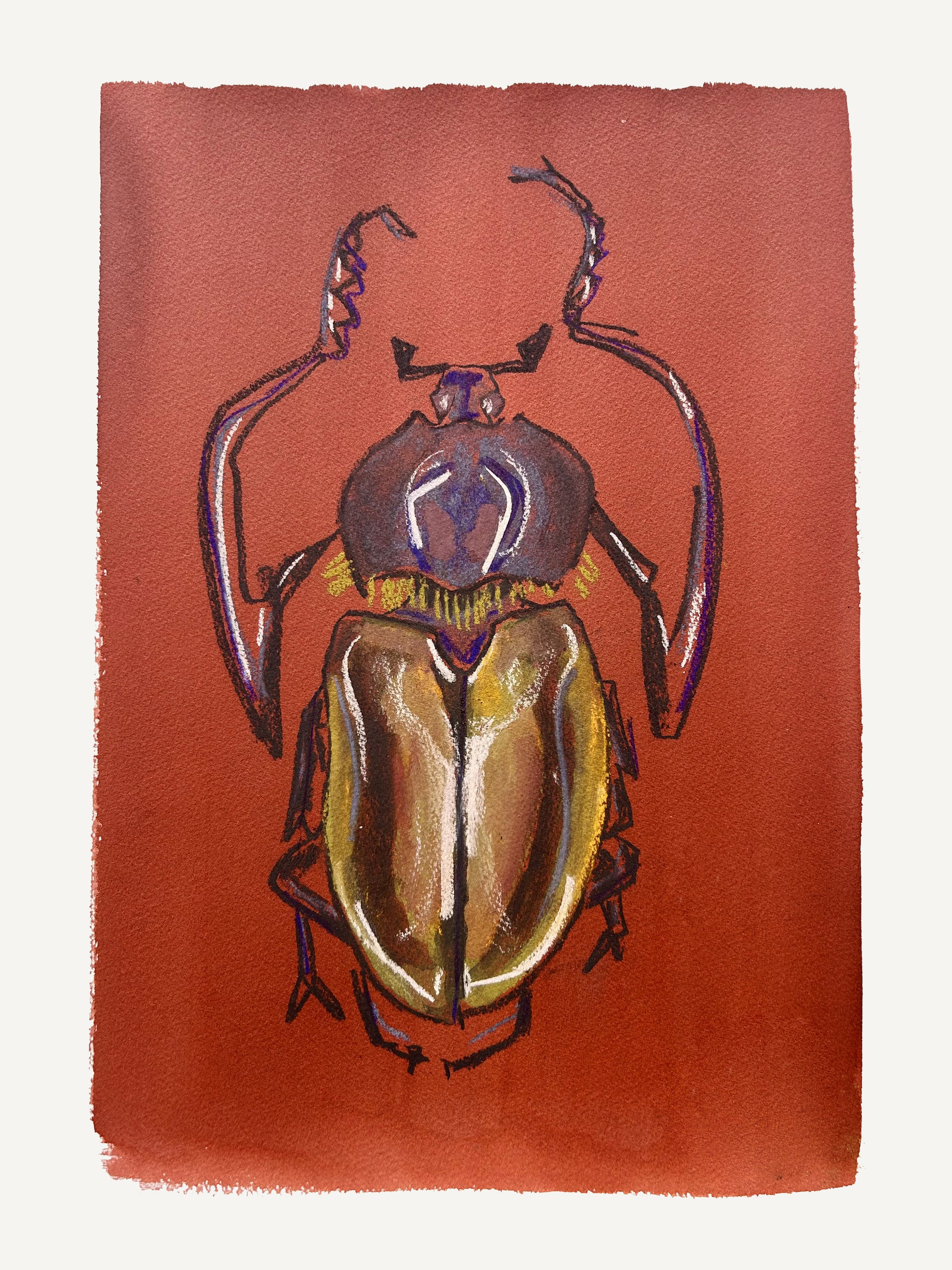 (Copie) Cheirotonus gestroï