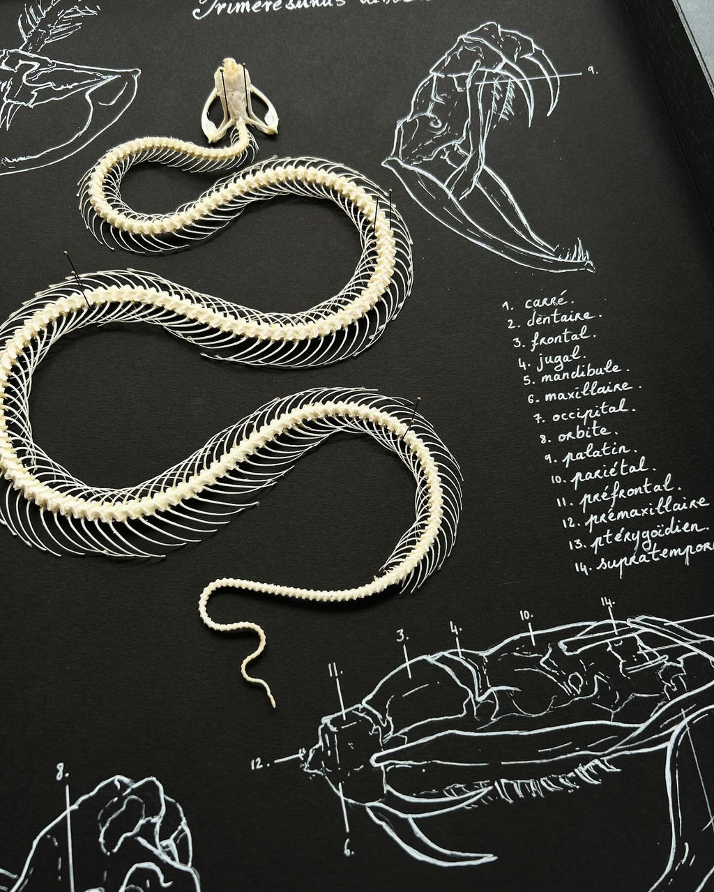 Trimeresrus albolabris - pièce unique