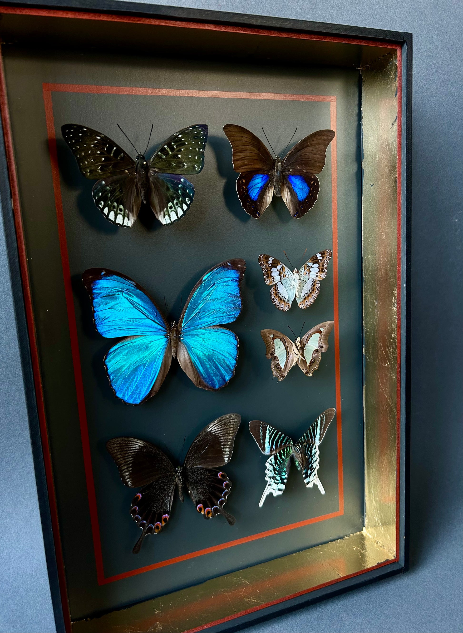 Vitrine entomologique