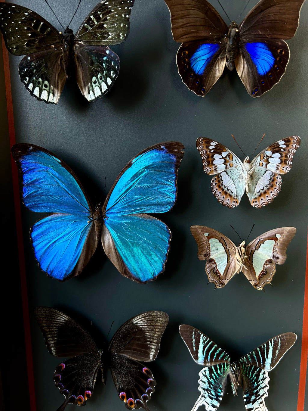 Vitrine entomologique