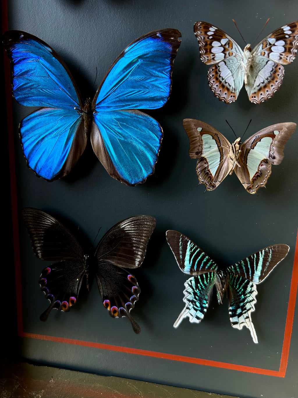 Vitrine entomologique