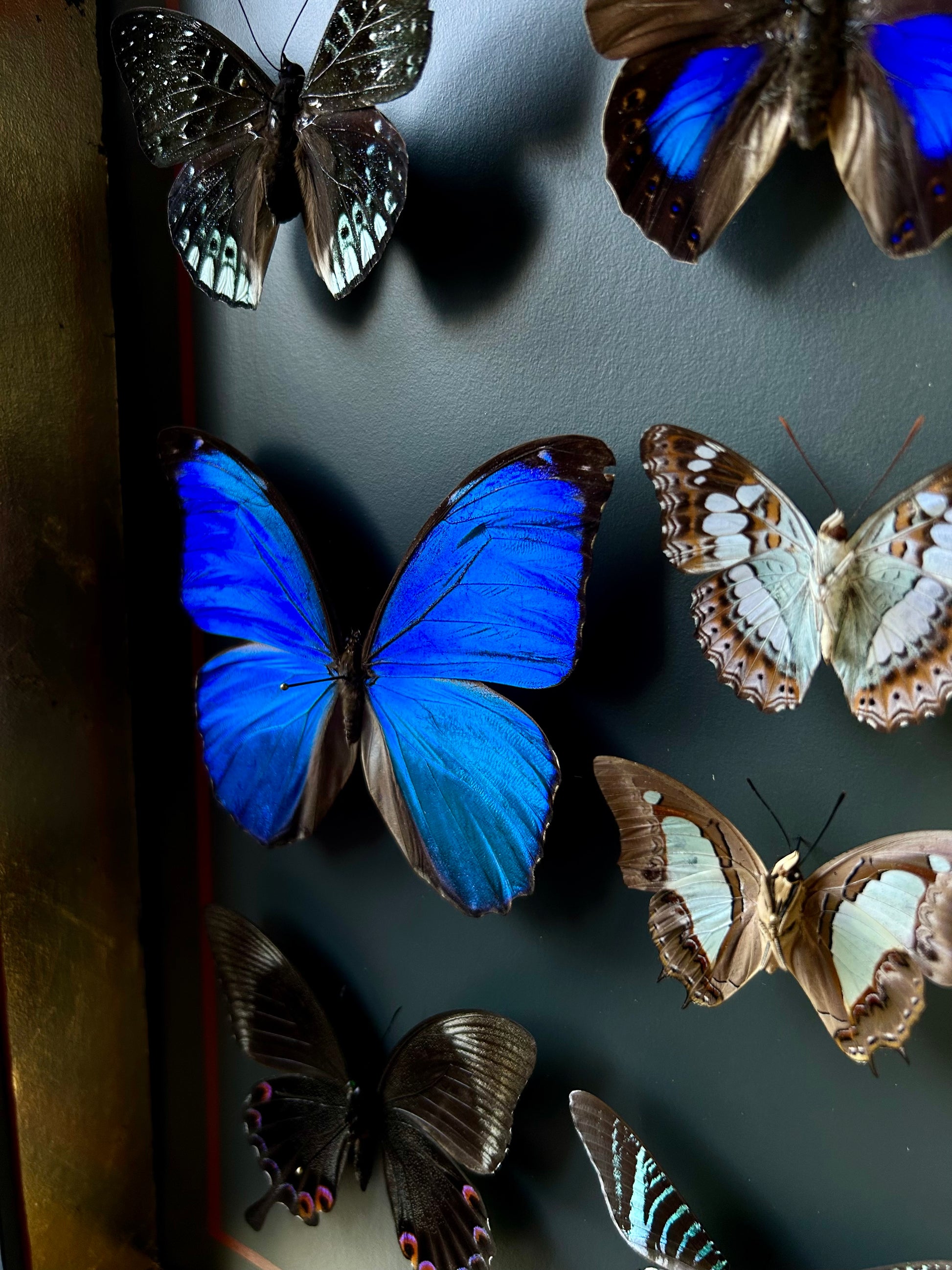 Vitrine entomologique