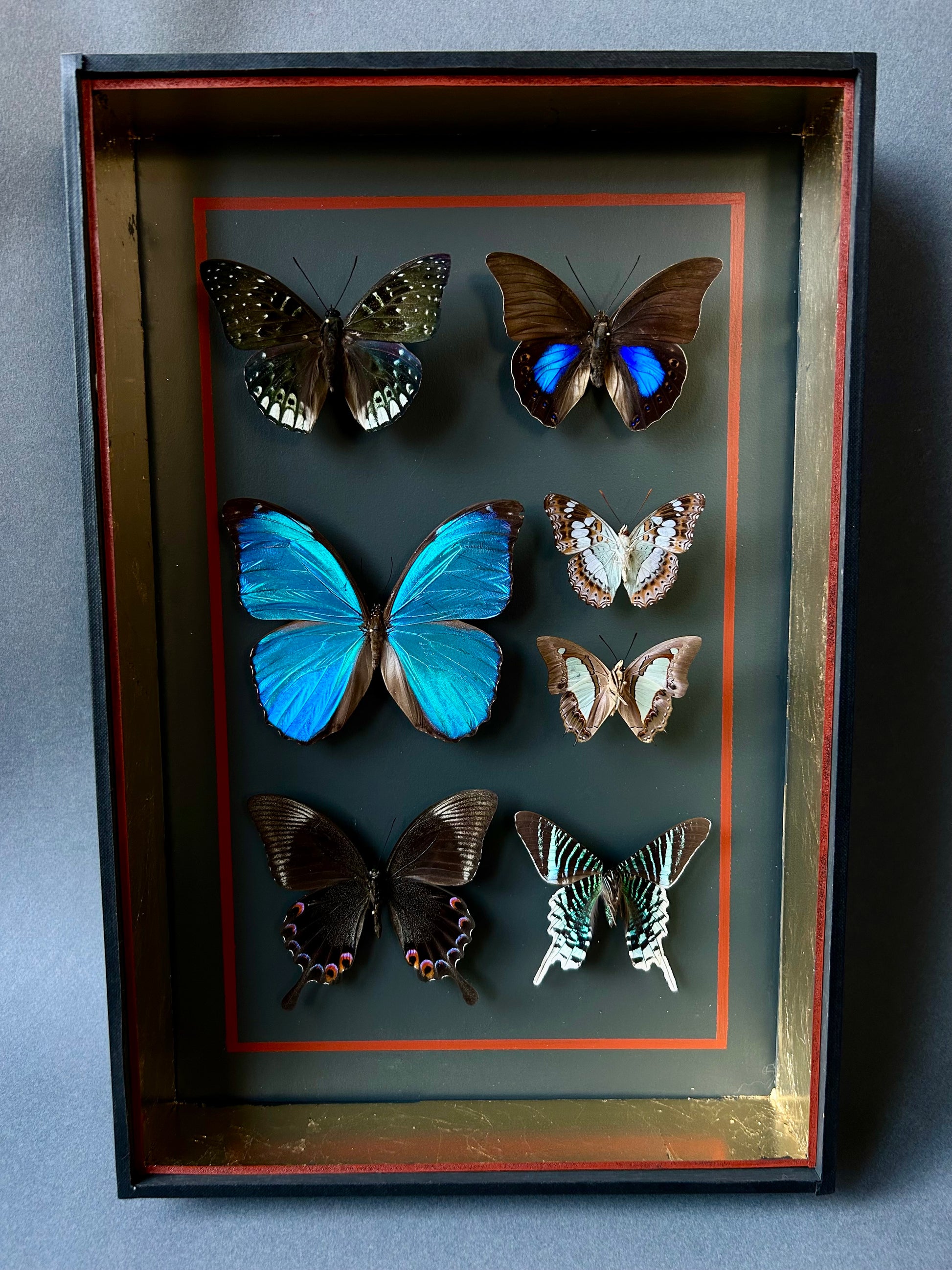 Vitrine entomologique