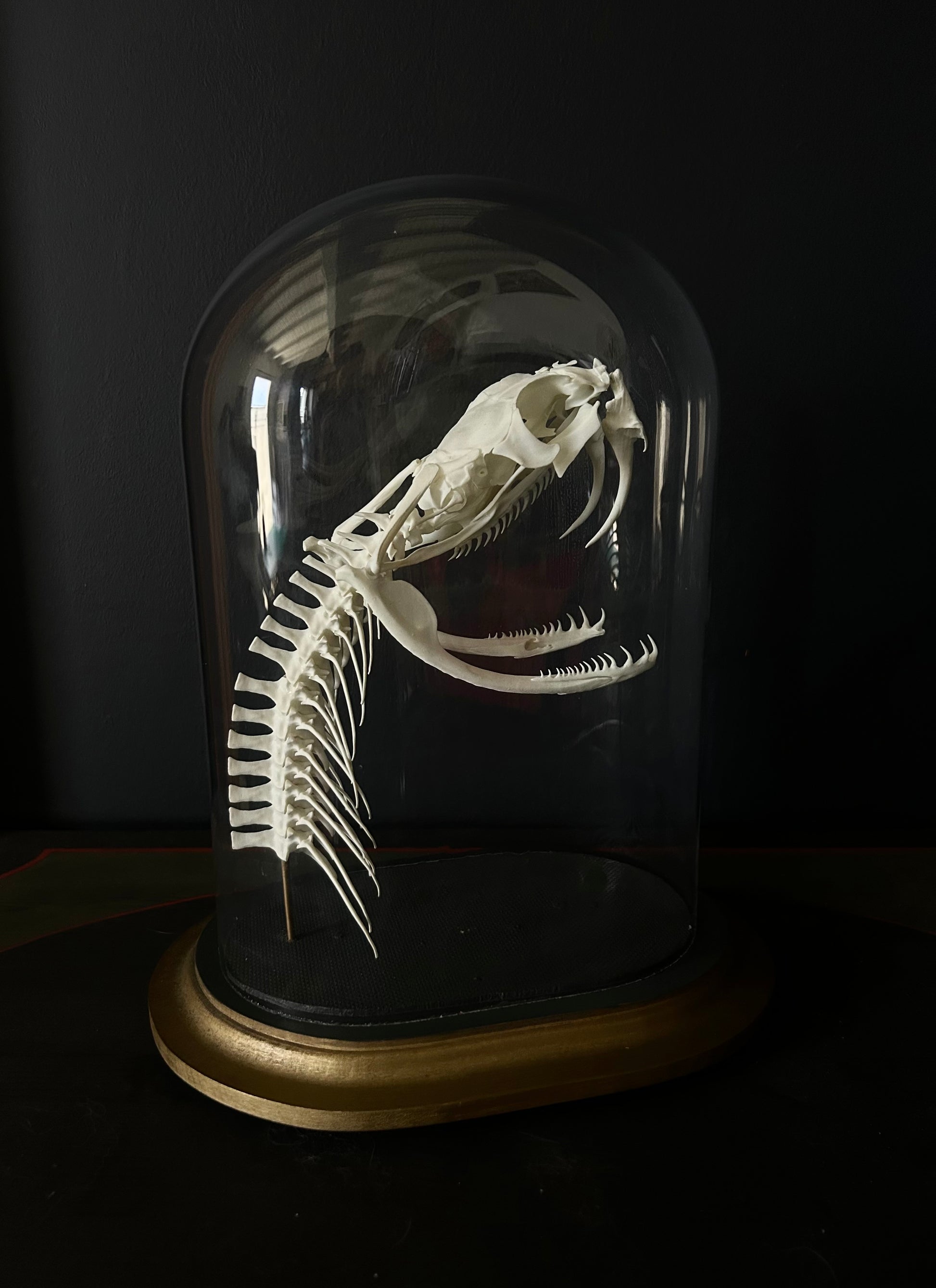 REPLICA - Bitis gabonica - crane