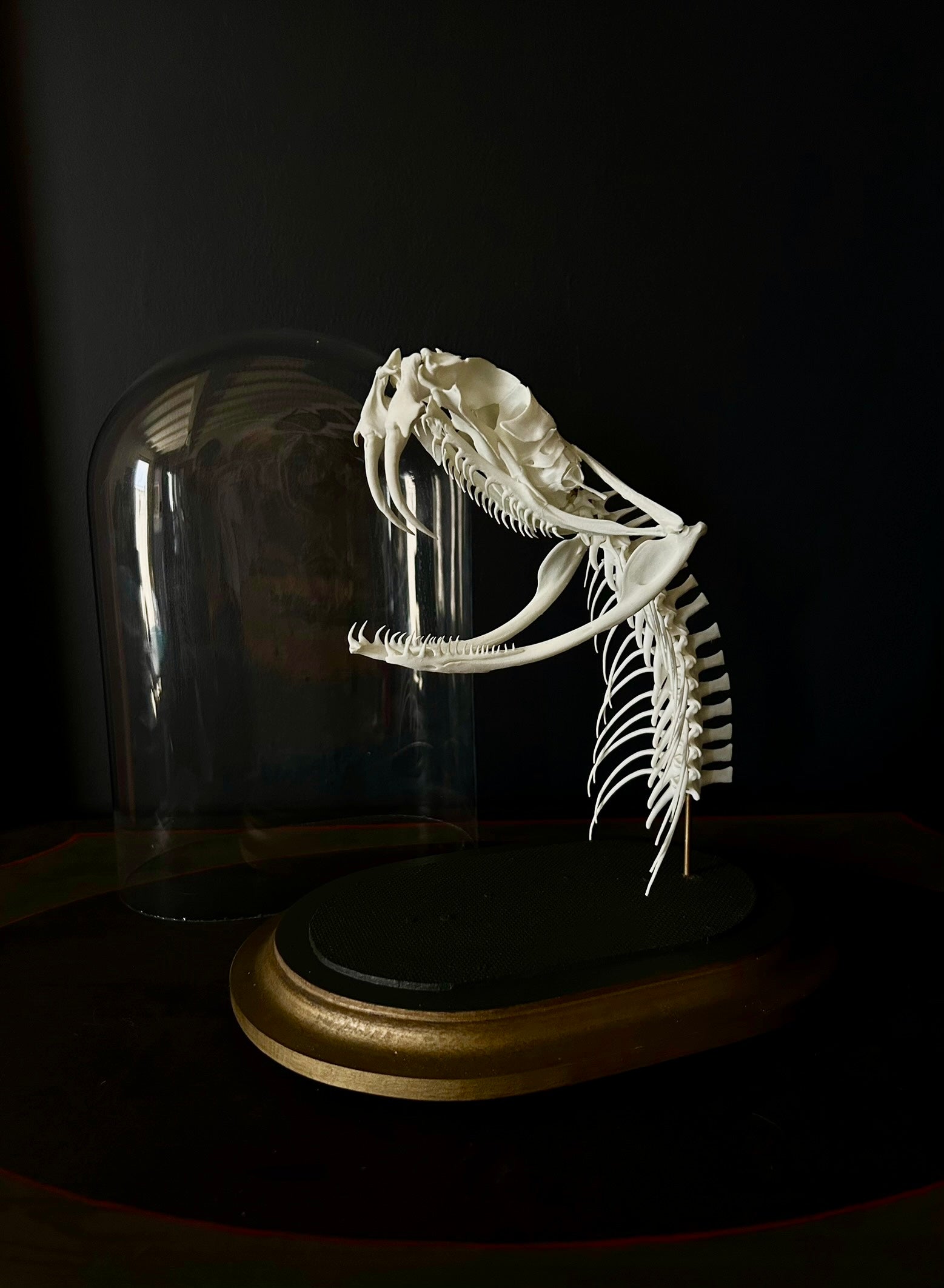 REPLICA - Bitis gabonica - crane