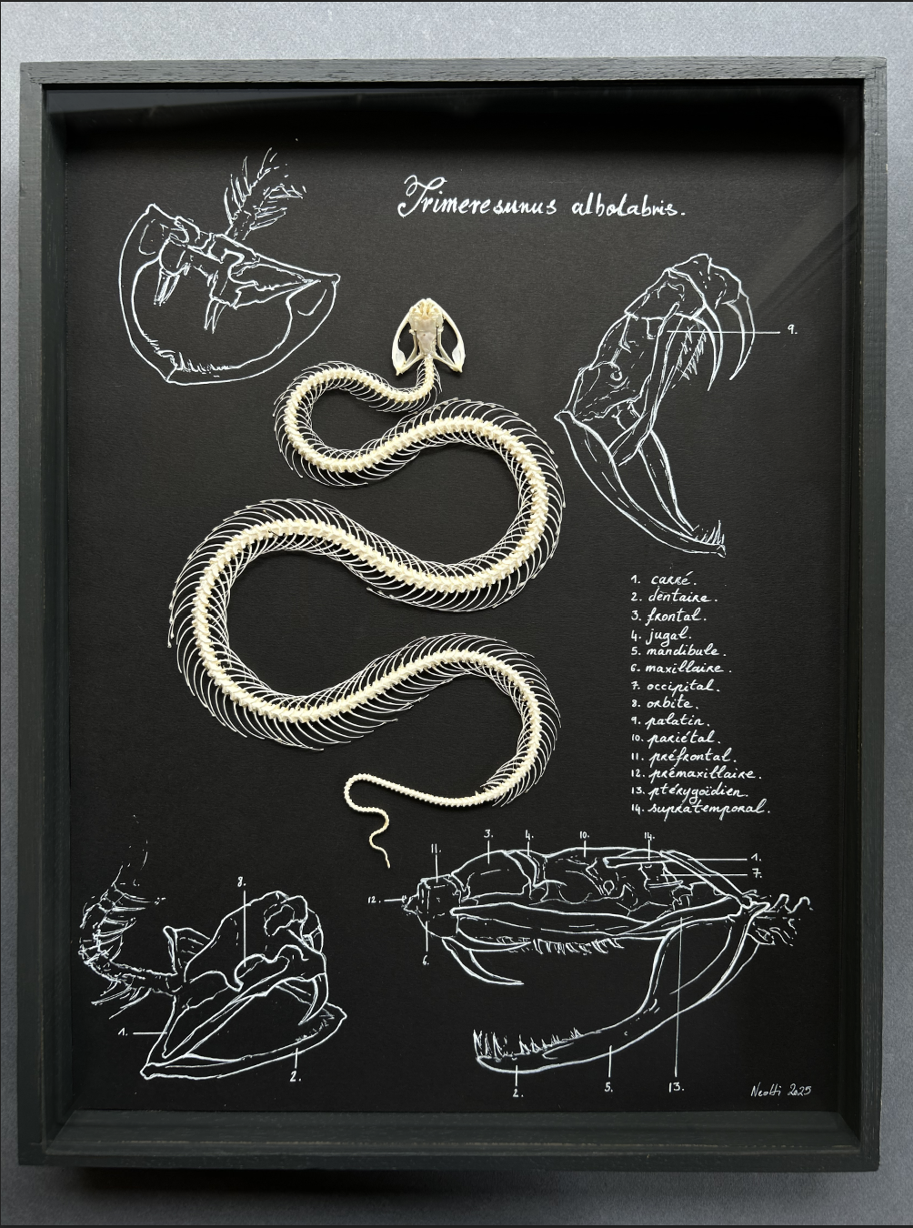 Trimeresrus albolabris - pièce unique