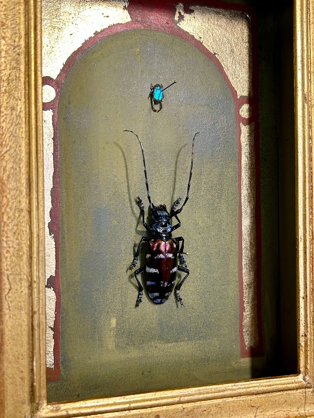 Cyclommatus metallifer à la coquille d'oeuf (Copie) (Copie)
