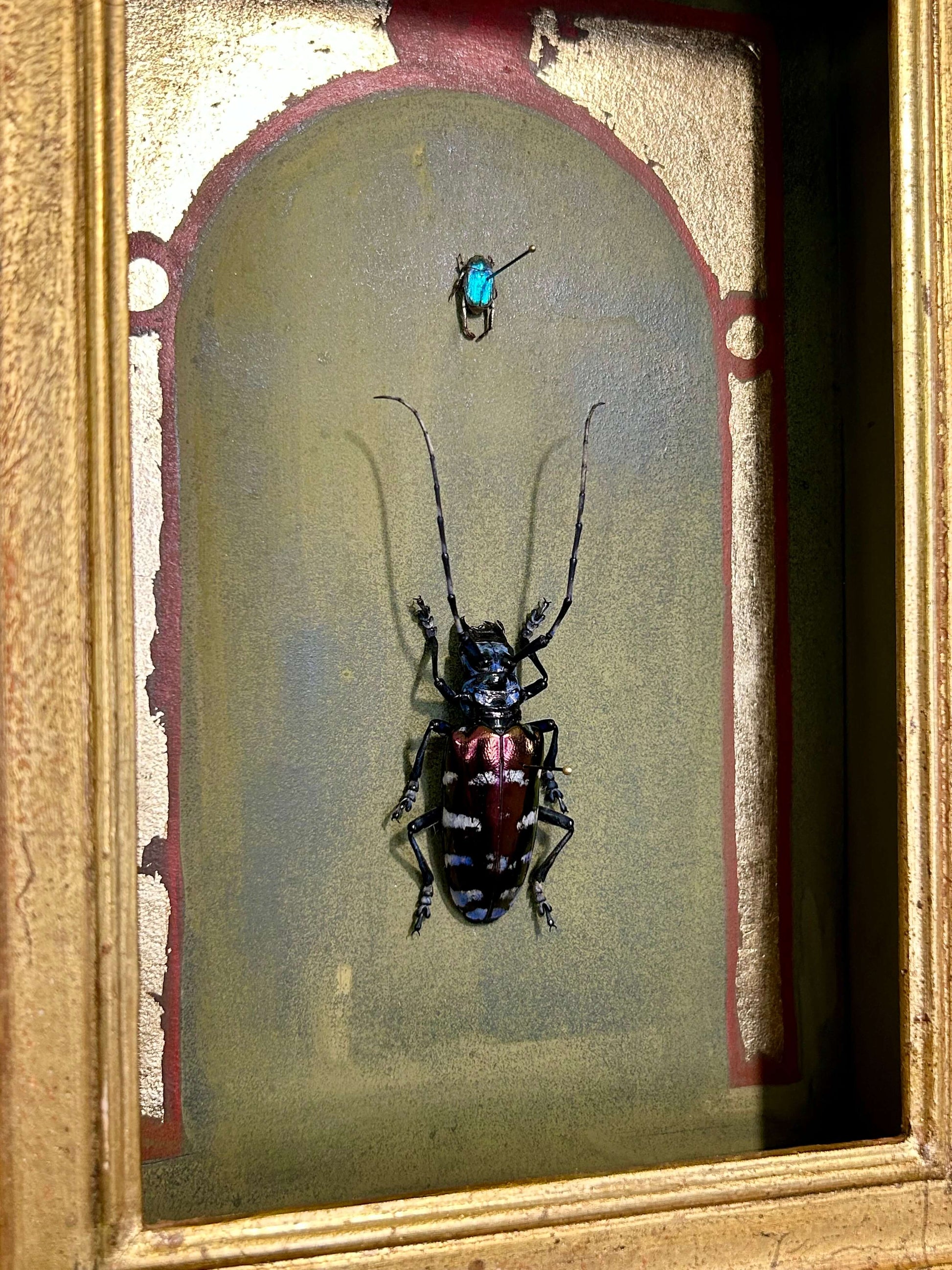 Cyclommatus metallifer à la coquille d'oeuf (Copie) (Copie)